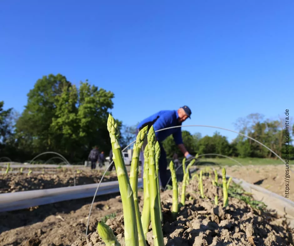 Grüner Spargel Ernte von April - Juni